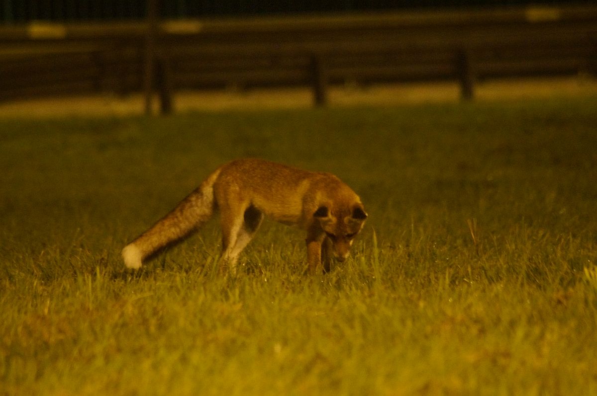 Nocne polowanie lisa na gryzonie na pasie zieleni dzielącym jezdnie (zdjęcia)