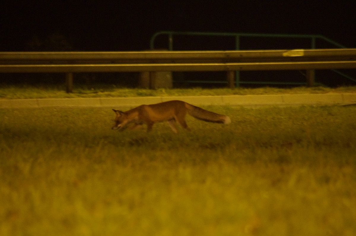 Nocne polowanie lisa na gryzonie na pasie zieleni dzielącym jezdnie (zdjęcia)