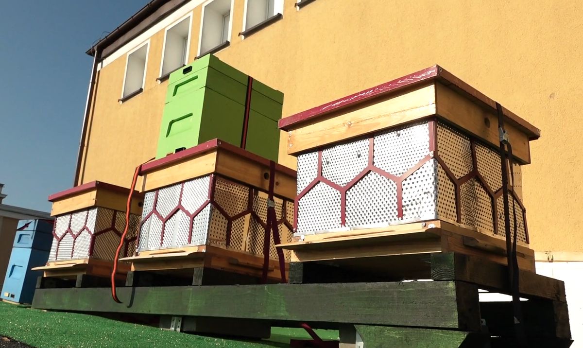 Dziesiątki tysięcy pszczół zamieszkało na dachu miejskiej instytucji. W przyszłym roku zaplanowano miodobranie