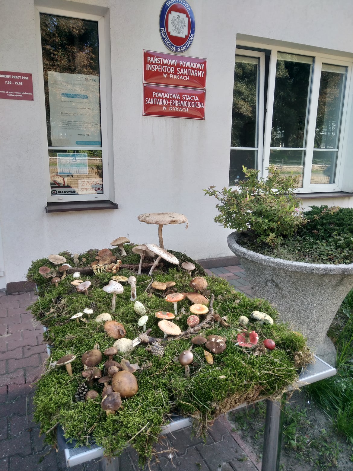 Sanepid organizuje wystawy grzybów. Można poznać zarówno te jadalne, jak też trujące (zdjęcia)