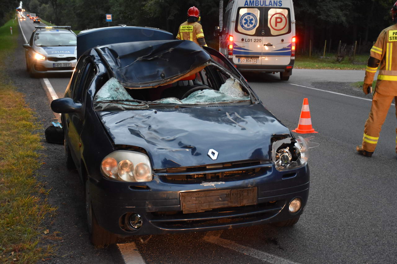 Na jezdnię wszedł łoś. Kierowca renaulta nie był w stanie nic zrobić (zdjęcia)