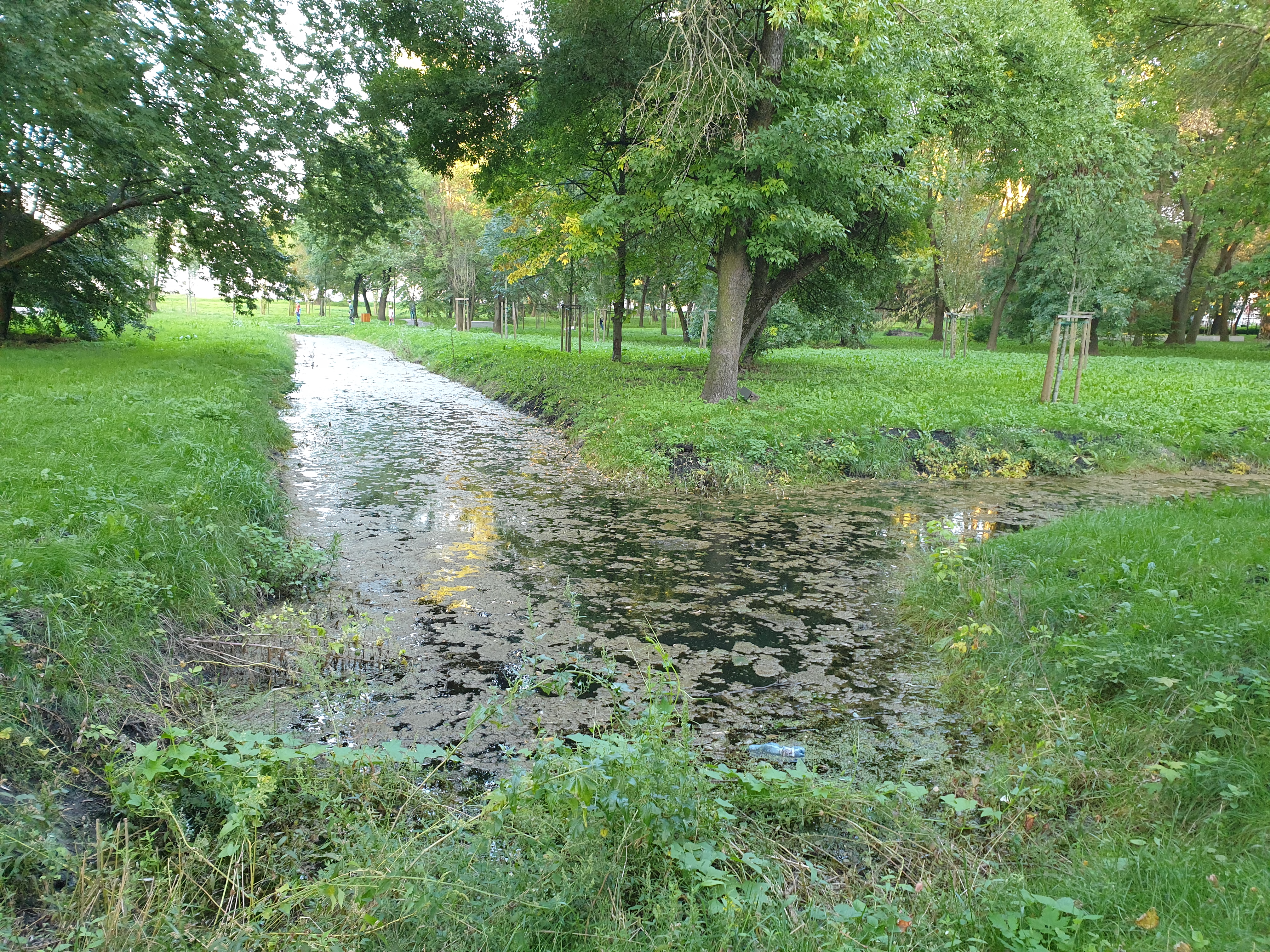 Woda w kanałach w Parku Ludowym. Wszystko przez…bobry (zdjęcia)