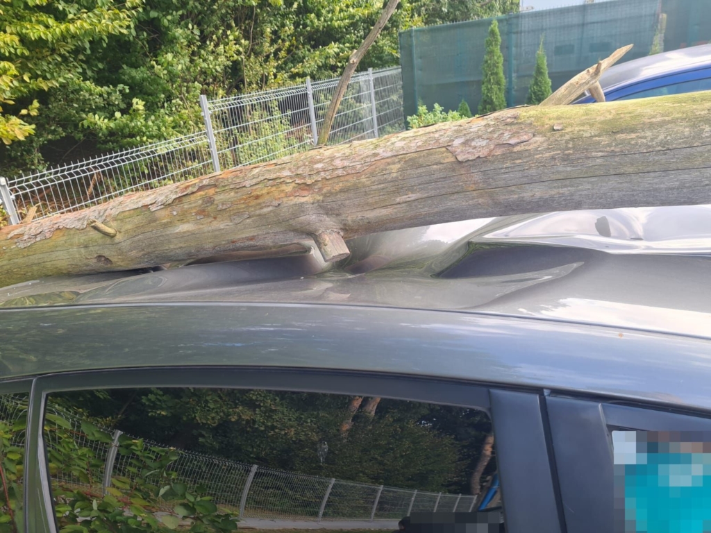 Podmuch wiatru powalił drzewo na zaparkowane auto (zdjęcia)