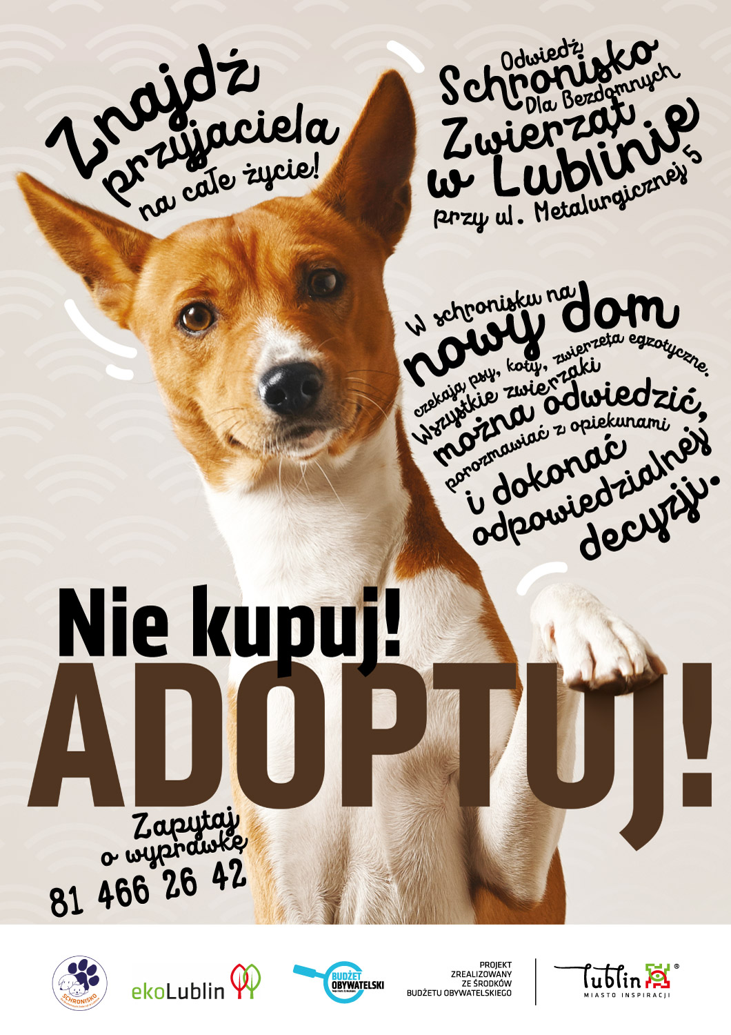 „Nie kupuj! Adoptuj!”. Rusza kampania promującą adopcję zwierząt z lubelskiego schroniska