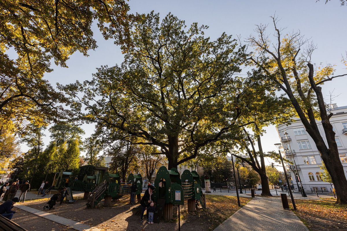Miasto chce objąć ochroną kolejne drzewa. W Lublinie mają się pojawić nowe pomniki przyrody
