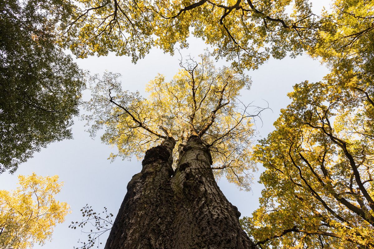 Miasto chce objąć ochroną kolejne drzewa. W Lublinie mają się pojawić nowe pomniki przyrody