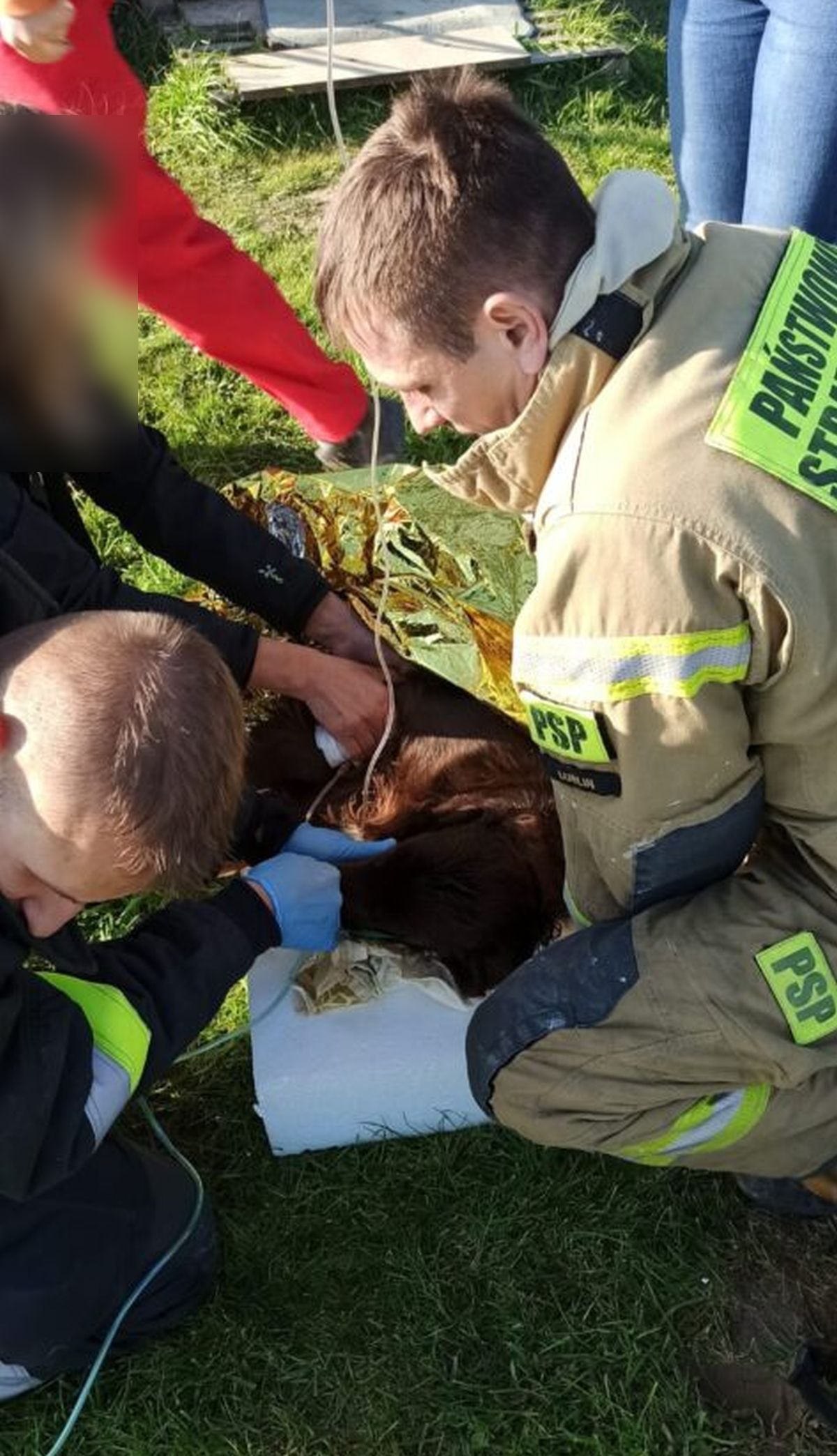 Dom stanął w płomieniach. Ze środka wyniesiono dwa psy, jednego nie udało się uratować (zdjęcia)