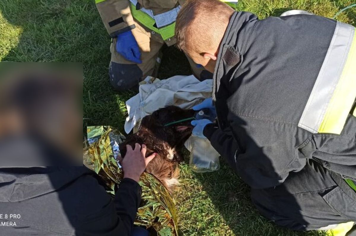 Dom stanął w płomieniach. Ze środka wyniesiono dwa psy, jednego nie udało się uratować (zdjęcia)