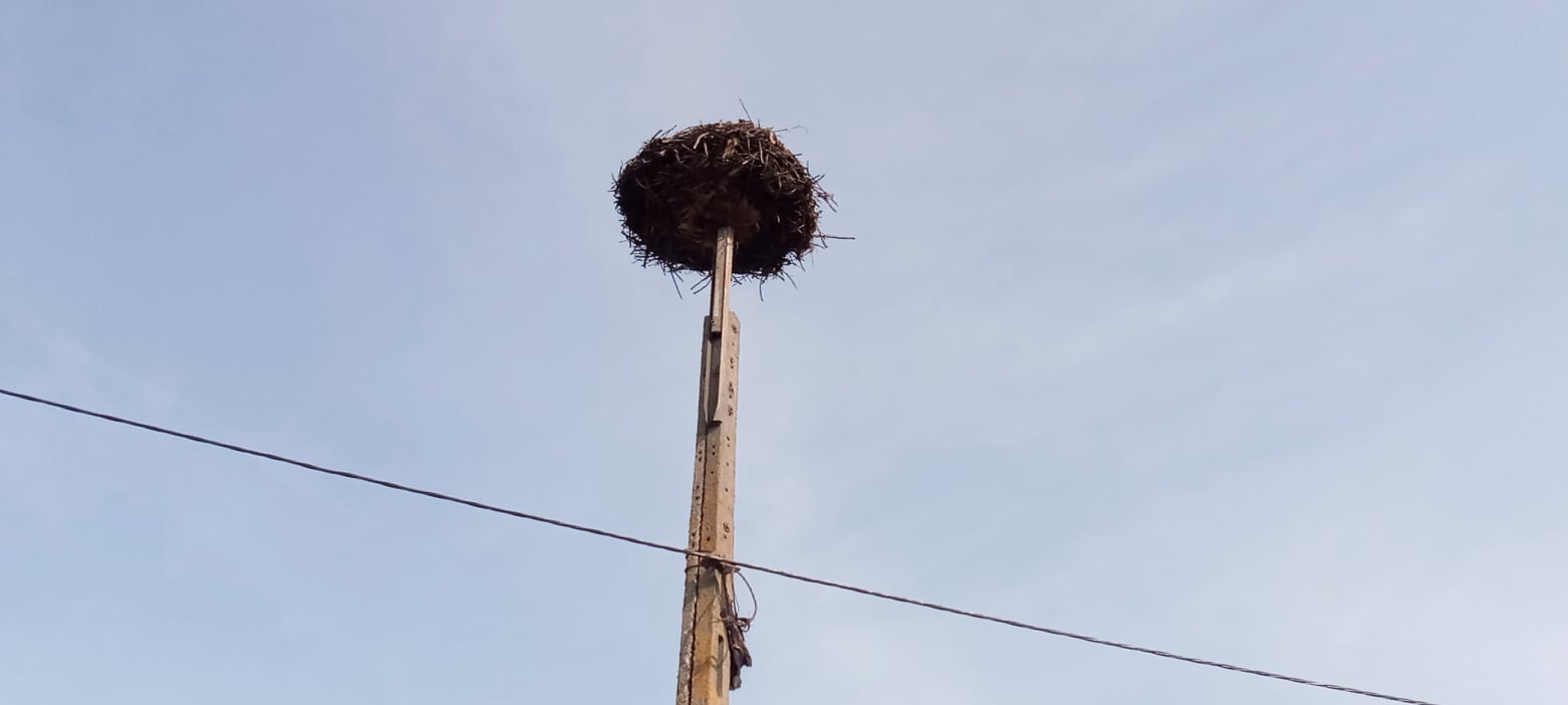 Bociany odleciały, czas na odchudzanie ich gniazd. Niektóre z nich mogą ważyć nawet tonę (zdjęcia)