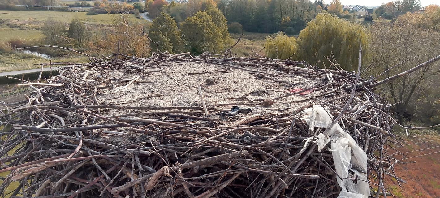 Bociany odleciały, czas na odchudzanie ich gniazd. Niektóre z nich mogą ważyć nawet tonę (zdjęcia)