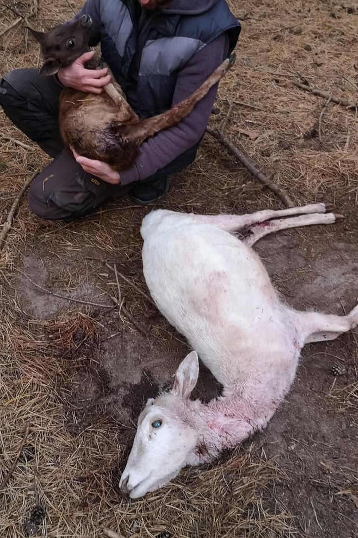 W trakcie polowania pies myśliwych dostał się do hodowli danieli. Jedno zwierzę zagryzł, dwa zranił (zdjęcia)