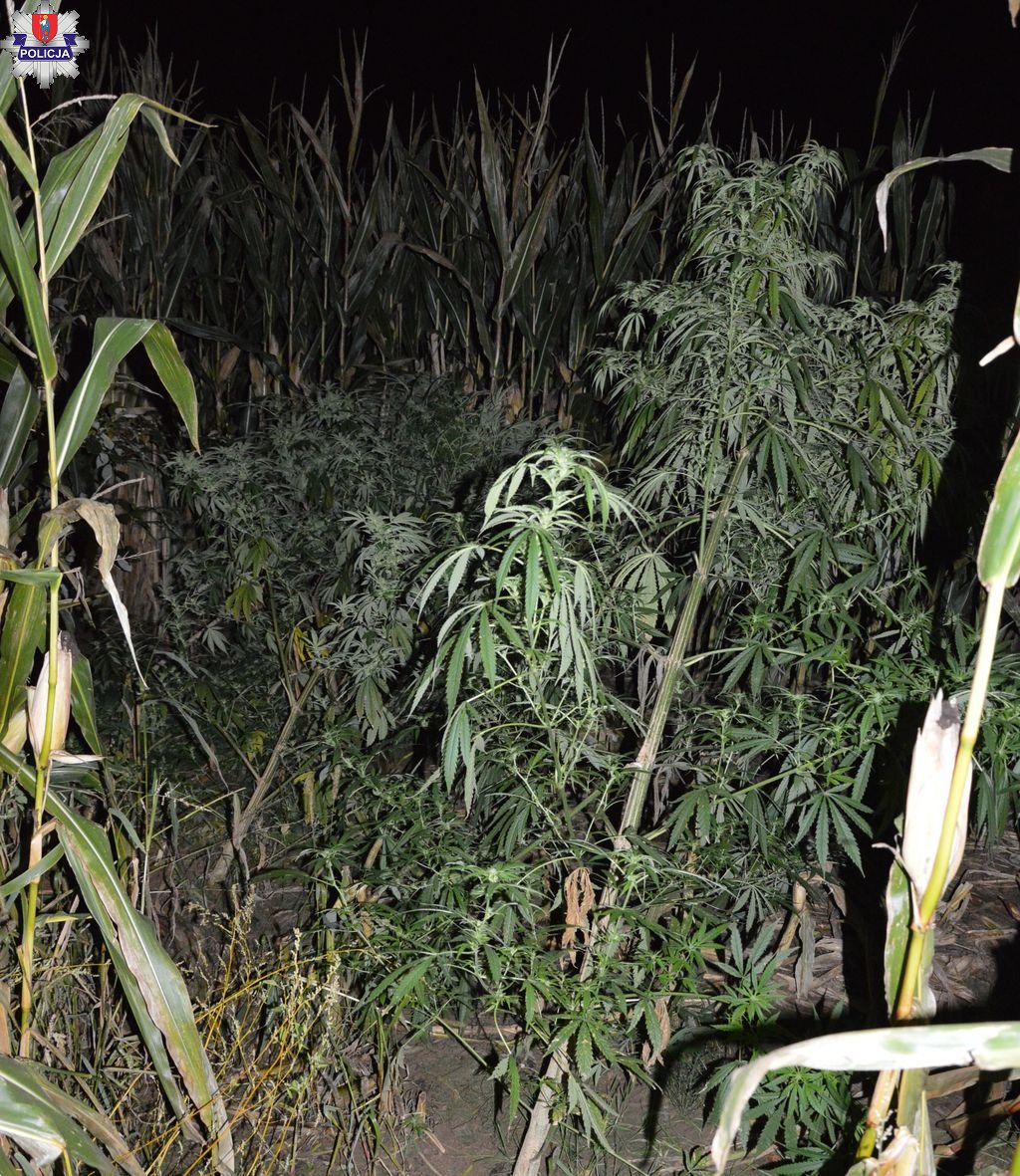 Plantacja konopi ukryta na polu kukurydzy. 37-latka usłyszała zarzuty (zdjęcia)