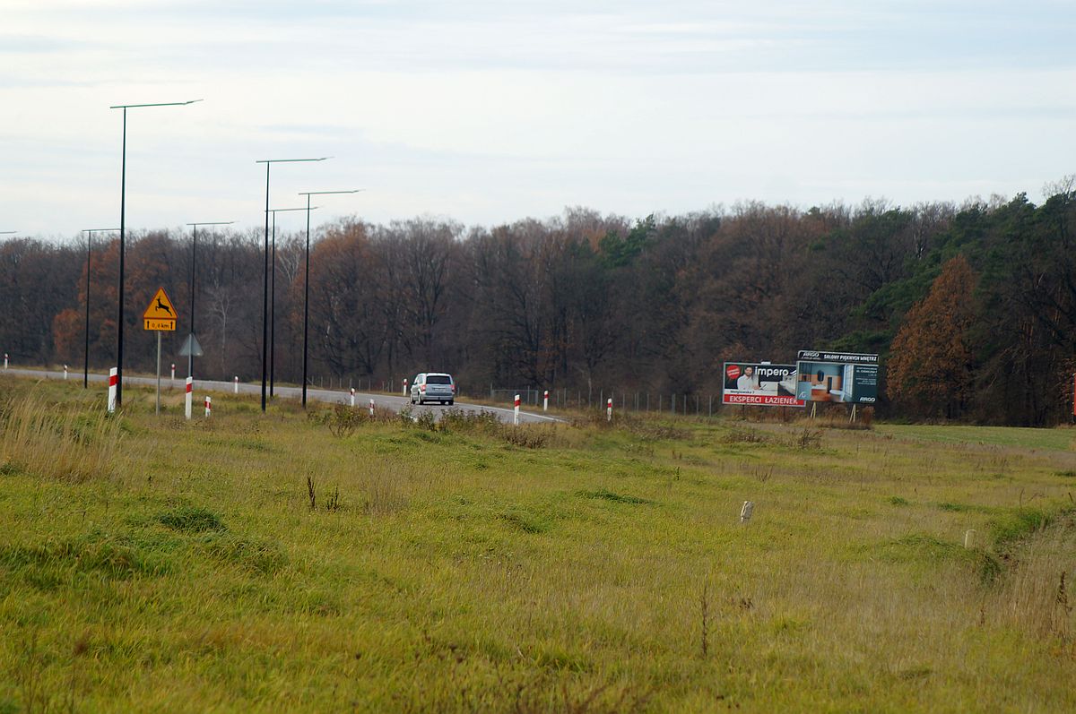 Odkąd wybudowali tę drogę, wciąż dochodzi do potrąceń zwierząt. Pomóc mają „wilcze oczy” (zdjęcia)