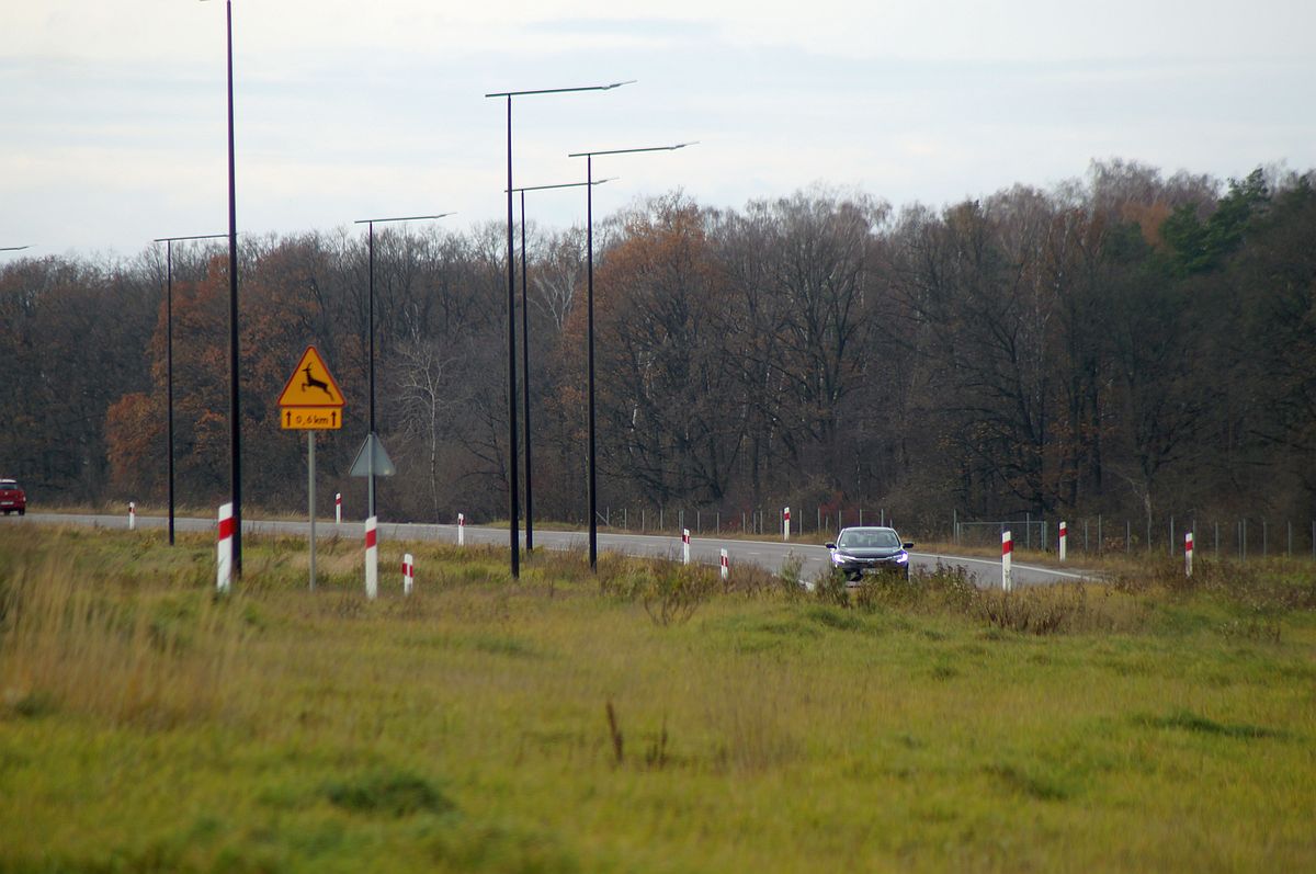 Odkąd wybudowali tę drogę, wciąż dochodzi do potrąceń zwierząt. Pomóc mają „wilcze oczy” (zdjęcia)