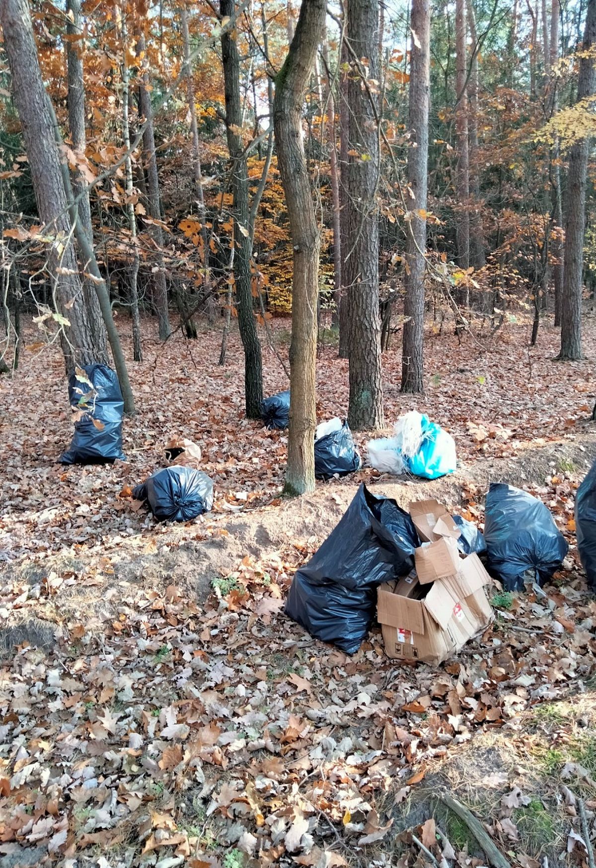 W lesie znaleźli worki pełne śmieci. Sprawca zapłacił mandat, uprzątnął las, kupił też karmę dla zwierząt