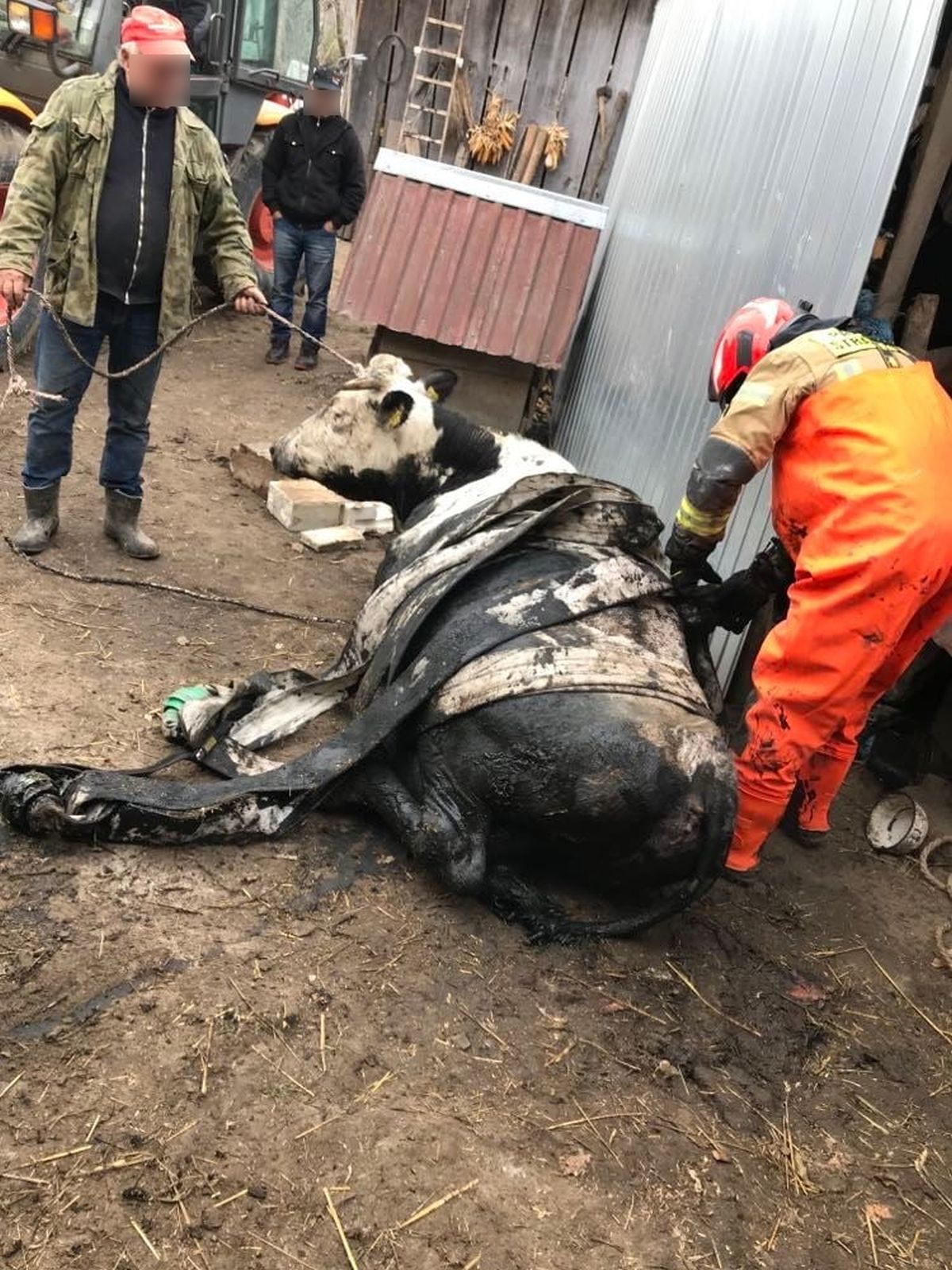 Krowa wpadła do szamba z gnojówką. Aby ją wyciągnąć, konieczna była pomoc 20 strażaków (zdjęcia)