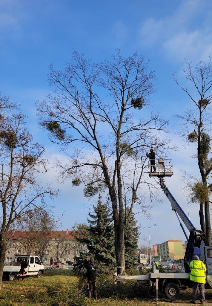 W Chełmie trwa walka z jemiołą. Wiele starych drzew zaczęło przez nią obumierać (zdjęcia)