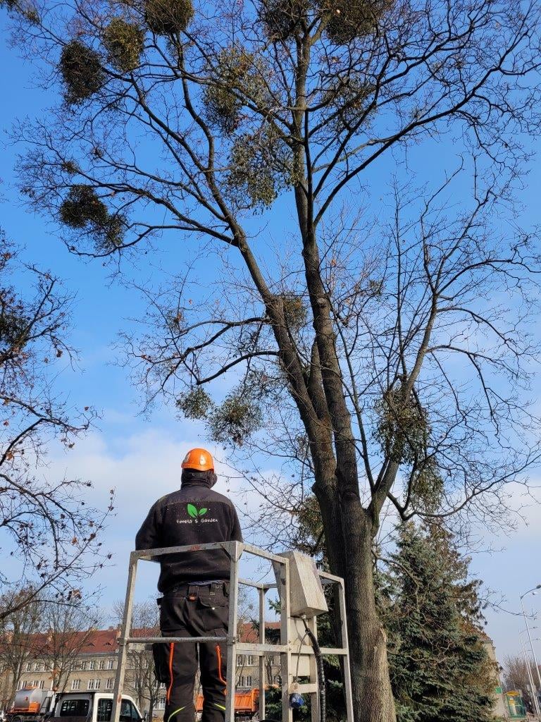 W Chełmie trwa walka z jemiołą. Wiele starych drzew zaczęło przez nią obumierać (zdjęcia)