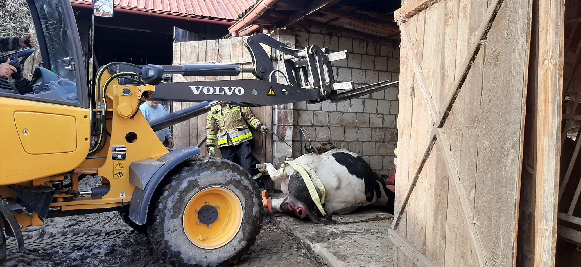 Strażacy ratowali krowę, która wpadła do kanału warsztatowego (zdjęcia)