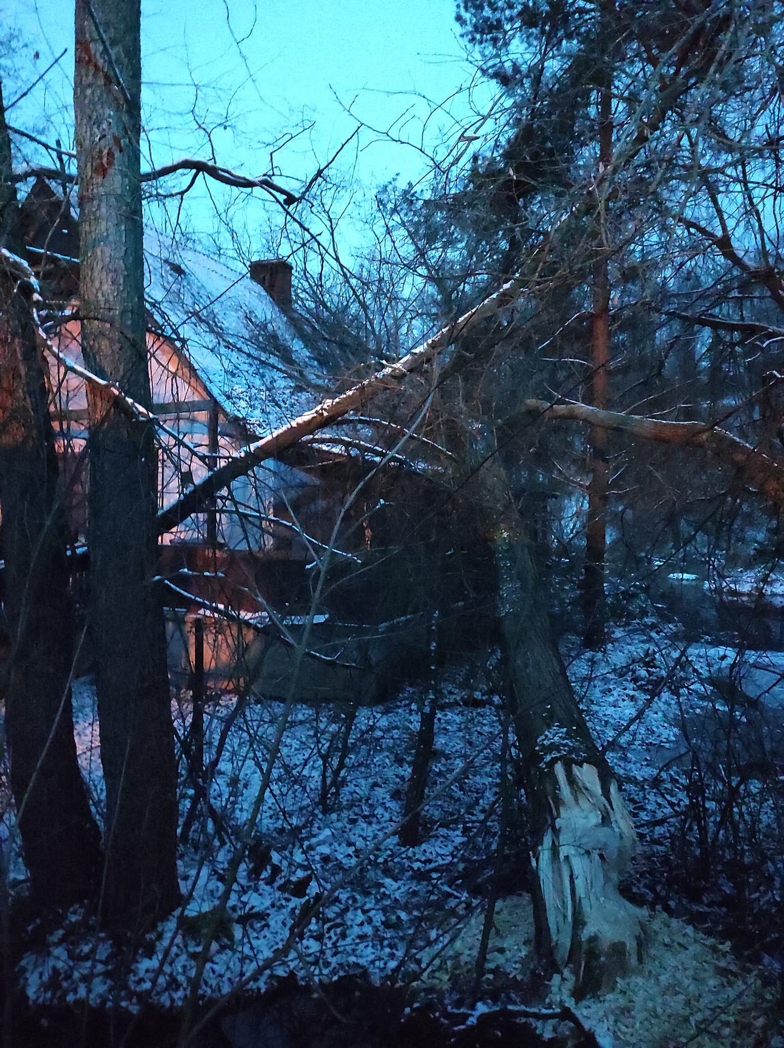 Podgryzione przez bobry drzewo runęło na budynek mieszkalny