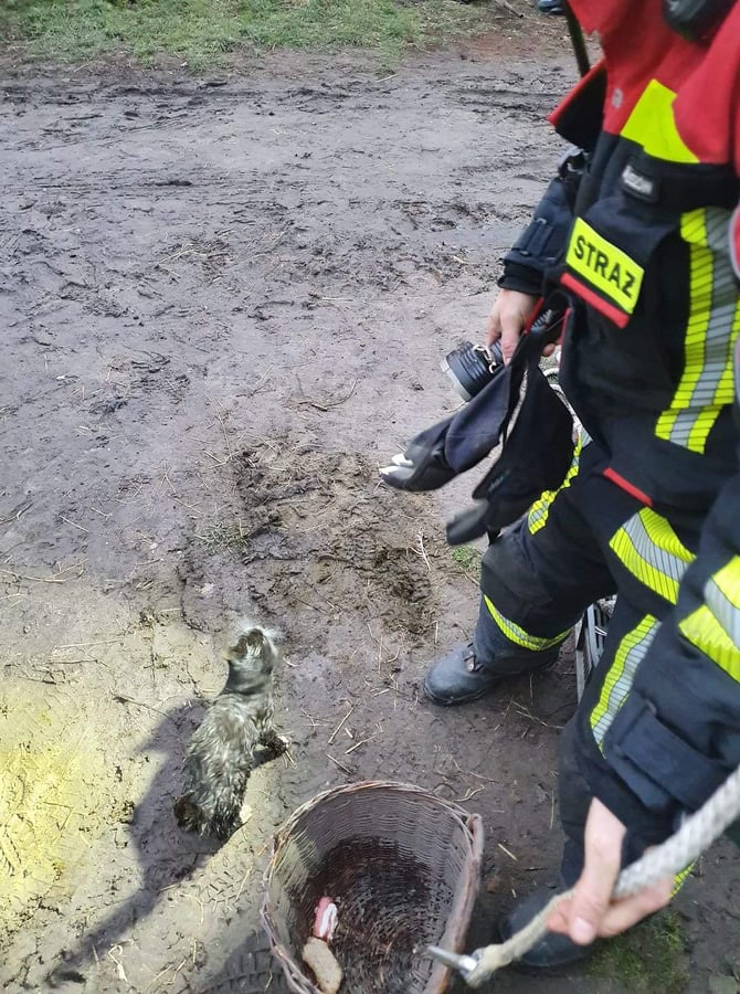 Strażacy uratowali kota, który wpadł do studni. „Pomogła” wędlina (zdjęcia)