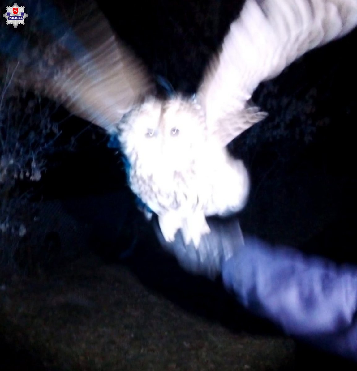 Policjanci ratowali sowy. Jedna jest już na wolności (zdjęcia)