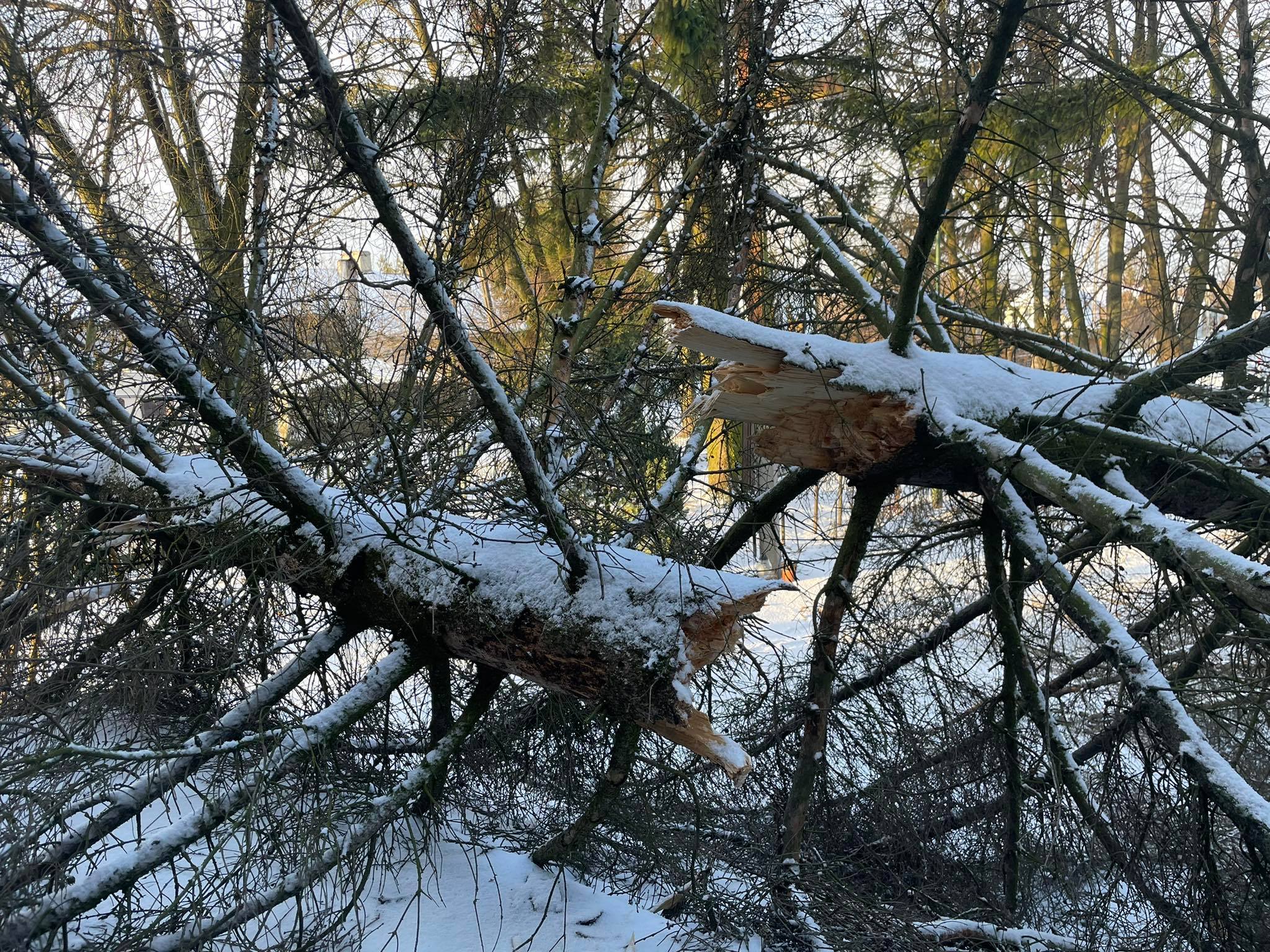 Połamane drzewa, uszkodzone dachy. Interwencje strażaków na terenie powiatu hrubieszowskiego (zdjęcia)