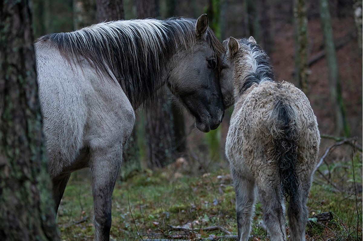 Trwają narodziny koników polskich.  To symbol Roztoczańskiego Parku Narodowego (zdjęcia)