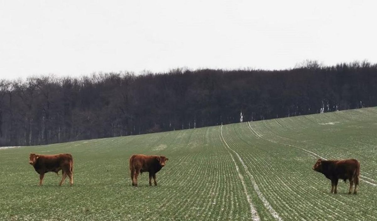 Krowy wybrały wolność i uciekły do lasu. Spodobało im się i nie zamierzają wracać (zdjęcia)