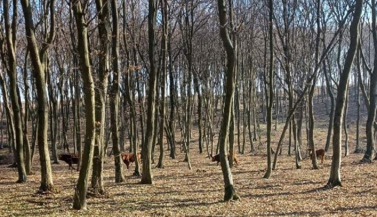 Krowy wybrały wolność i uciekły do lasu. Spodobało im się i nie zamierzają wracać (zdjęcia)