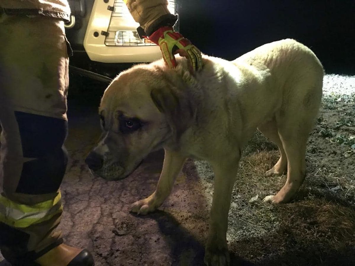 W piwnicy opuszczonego budynku znaleziono psa, wyciągnęli go strażacy. Teraz szukają jego właściciela (zdjęcia)