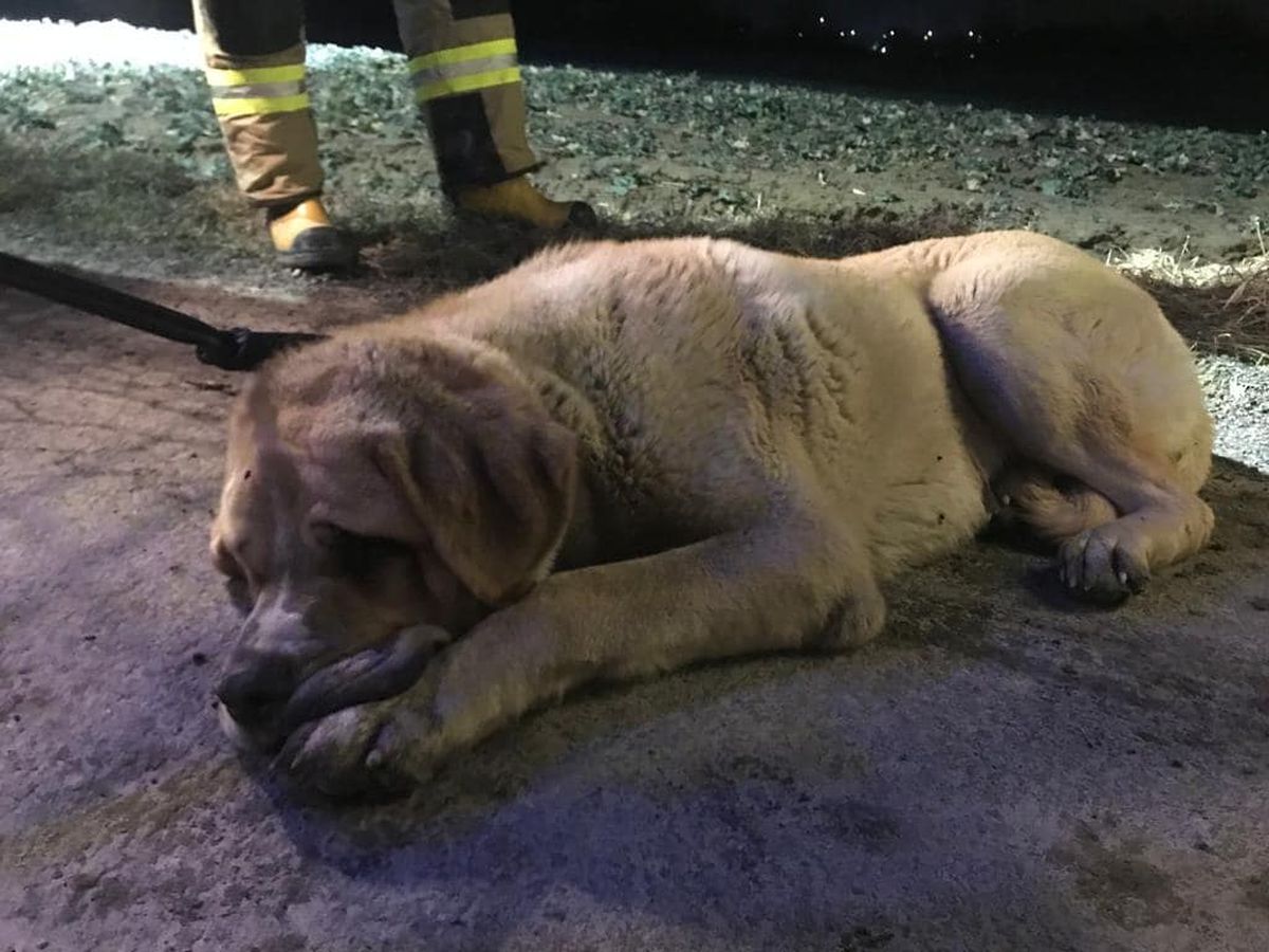 W piwnicy opuszczonego budynku znaleziono psa, wyciągnęli go strażacy. Teraz szukają jego właściciela (zdjęcia)