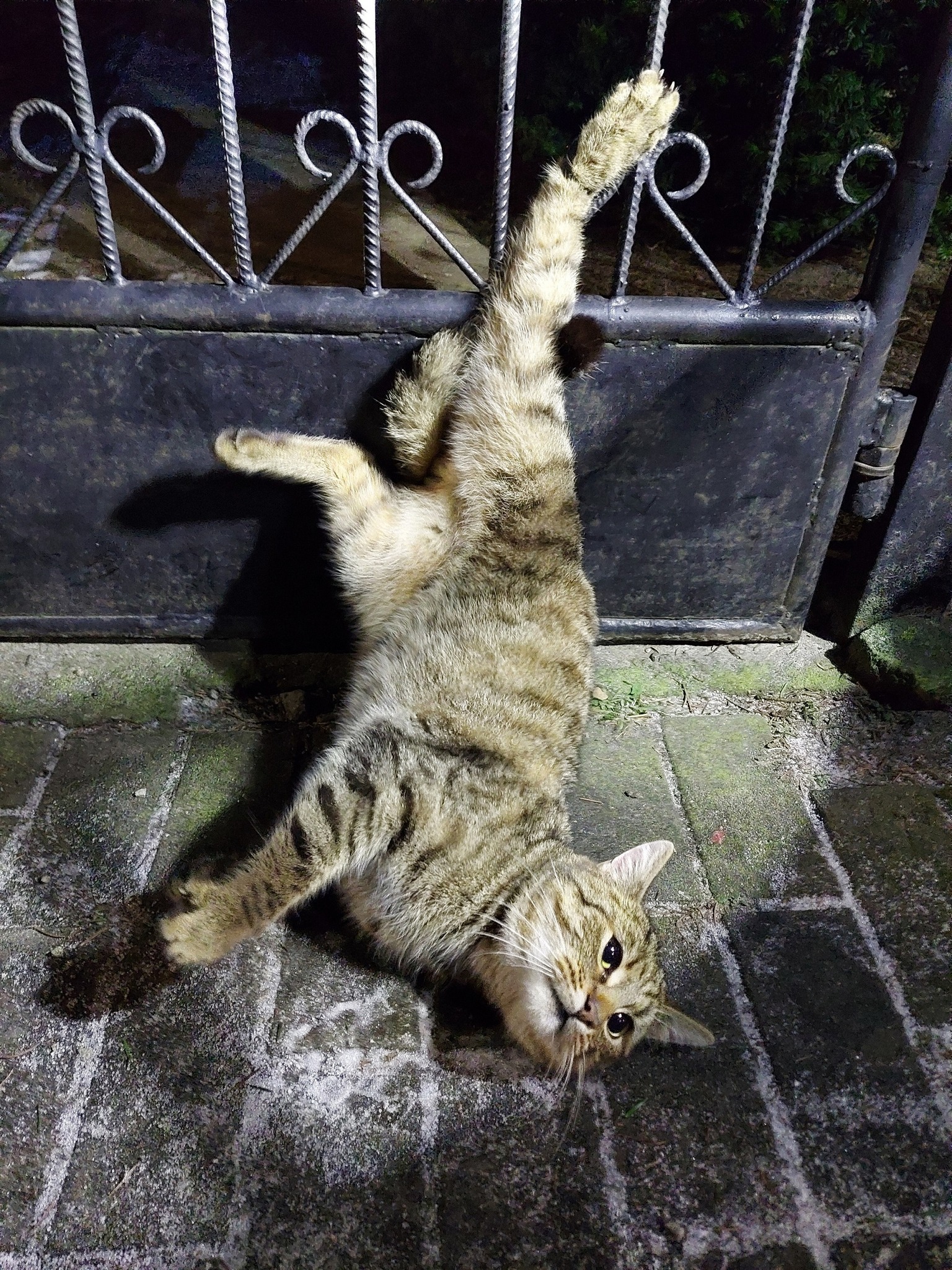 Na ratunek uwięzionemu kotu. Strażacy oswobodzili zwierzę zaplątane w drut (zdjęcia)