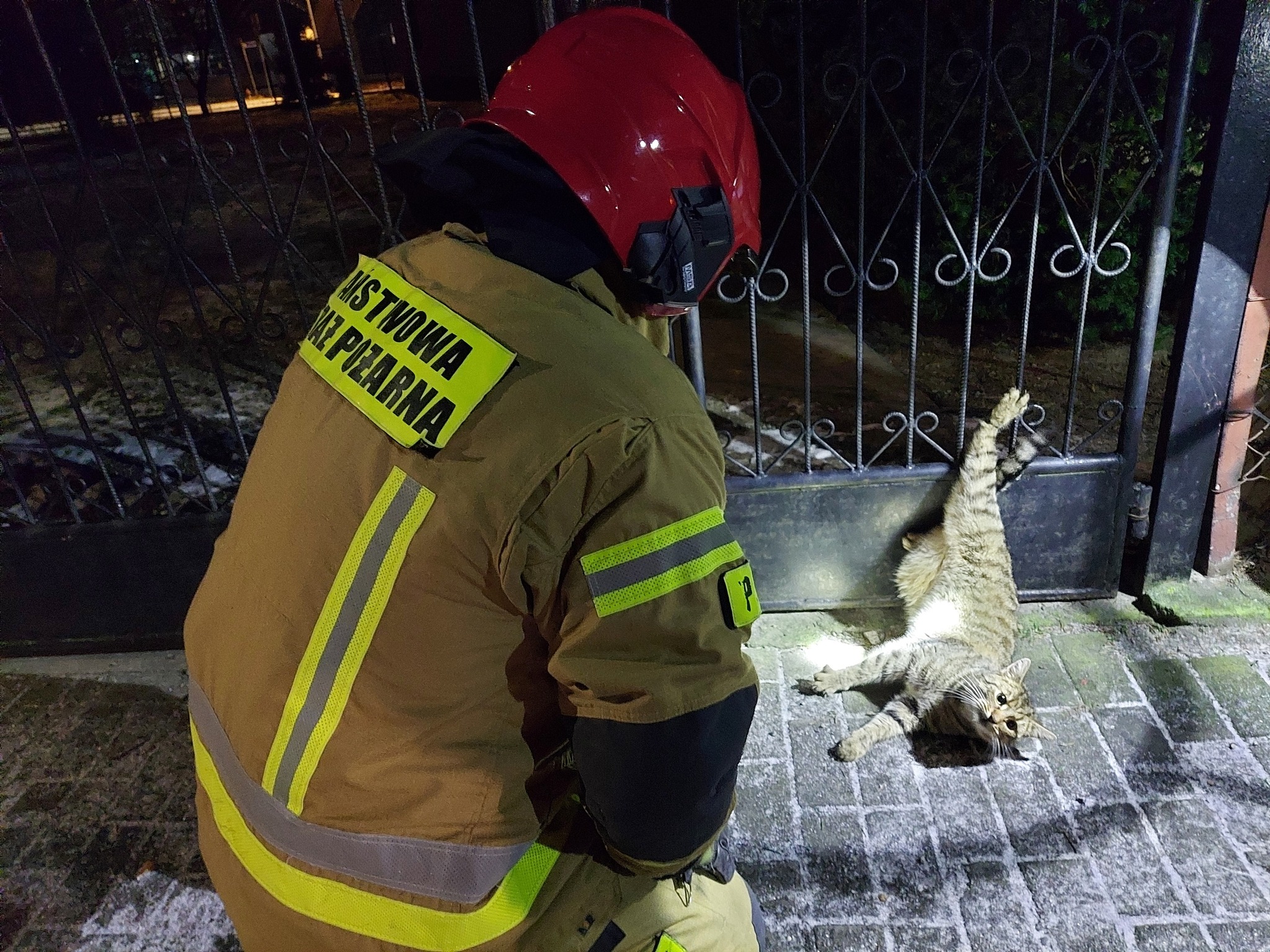 Na ratunek uwięzionemu kotu. Strażacy oswobodzili zwierzę zaplątane w drut (zdjęcia)