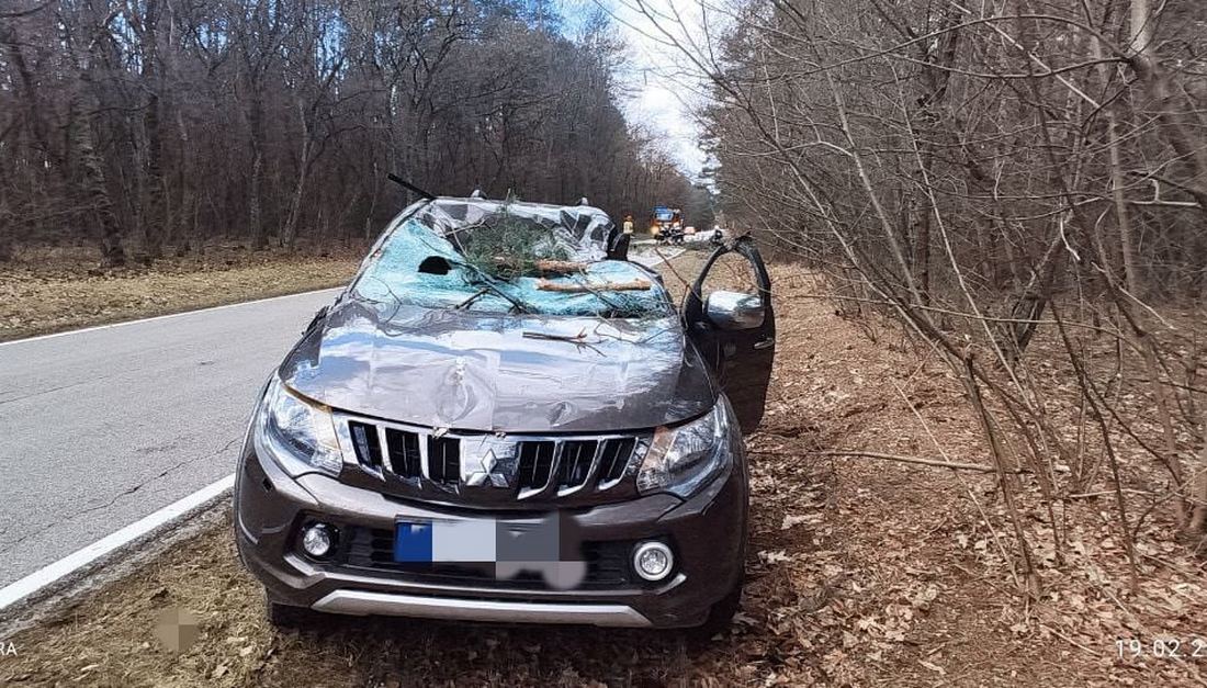 Drzewo przewróciło się na jadące auto, jedna osoba trafiła do szpitala (zdjęcia)