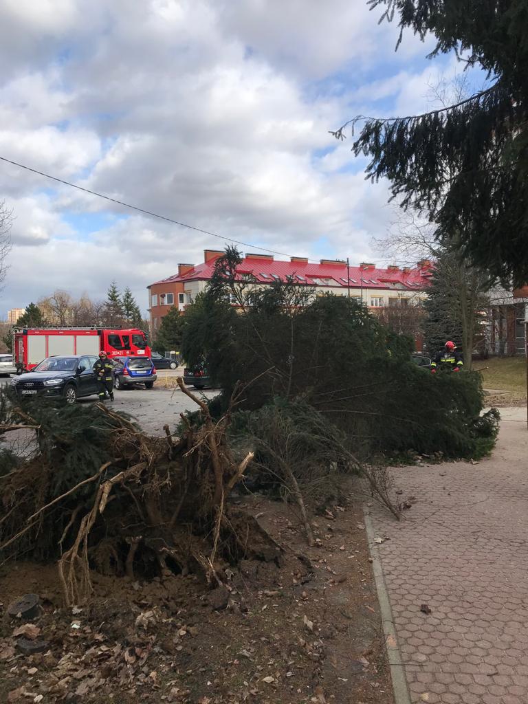 Wyrwane drzewa z korzeniami, uszkodzone dachy i samochody, przerwy w dostawie prądu (zdjęcia)