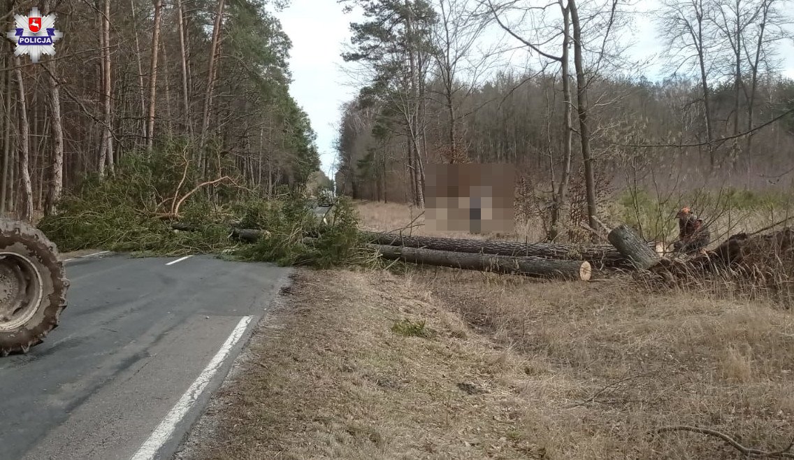 Drzewo przewróciło się na jadące auto, jedna osoba trafiła do szpitala (zdjęcia)