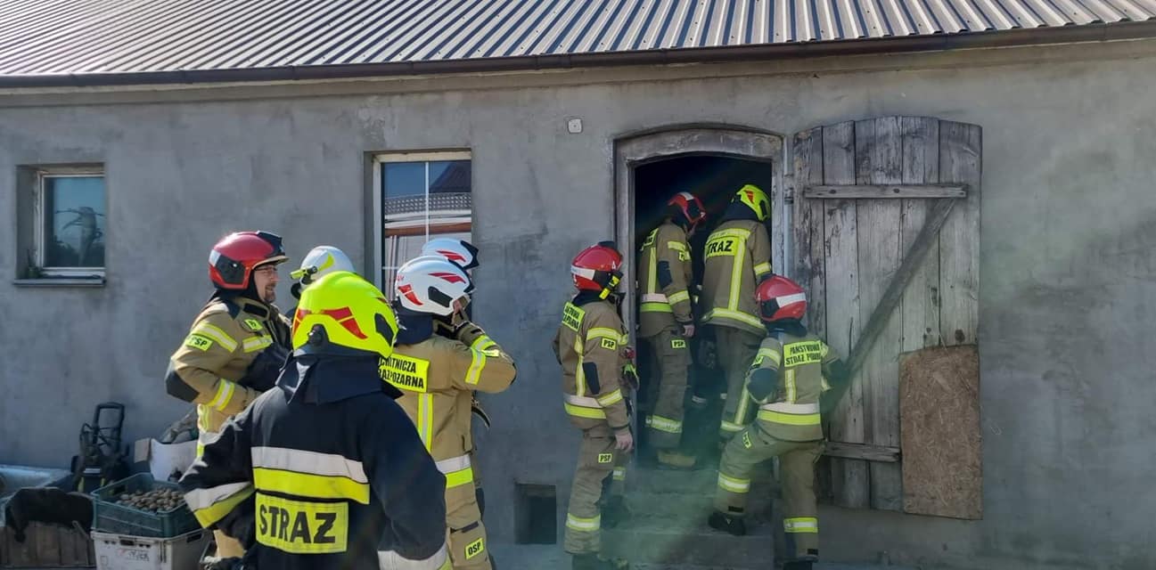 Wykuwali dziurę w ścianę, używali ciągnika. Wszystko by wyciągnąć z piwnicy ważącego 700 kg byka (zdjęcia)