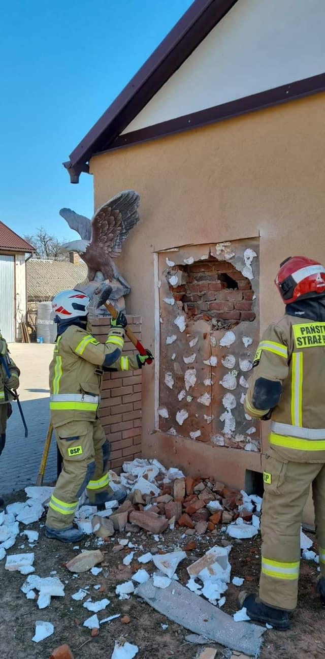 Wykuwali dziurę w ścianę, używali ciągnika. Wszystko by wyciągnąć z piwnicy ważącego 700 kg byka (zdjęcia)