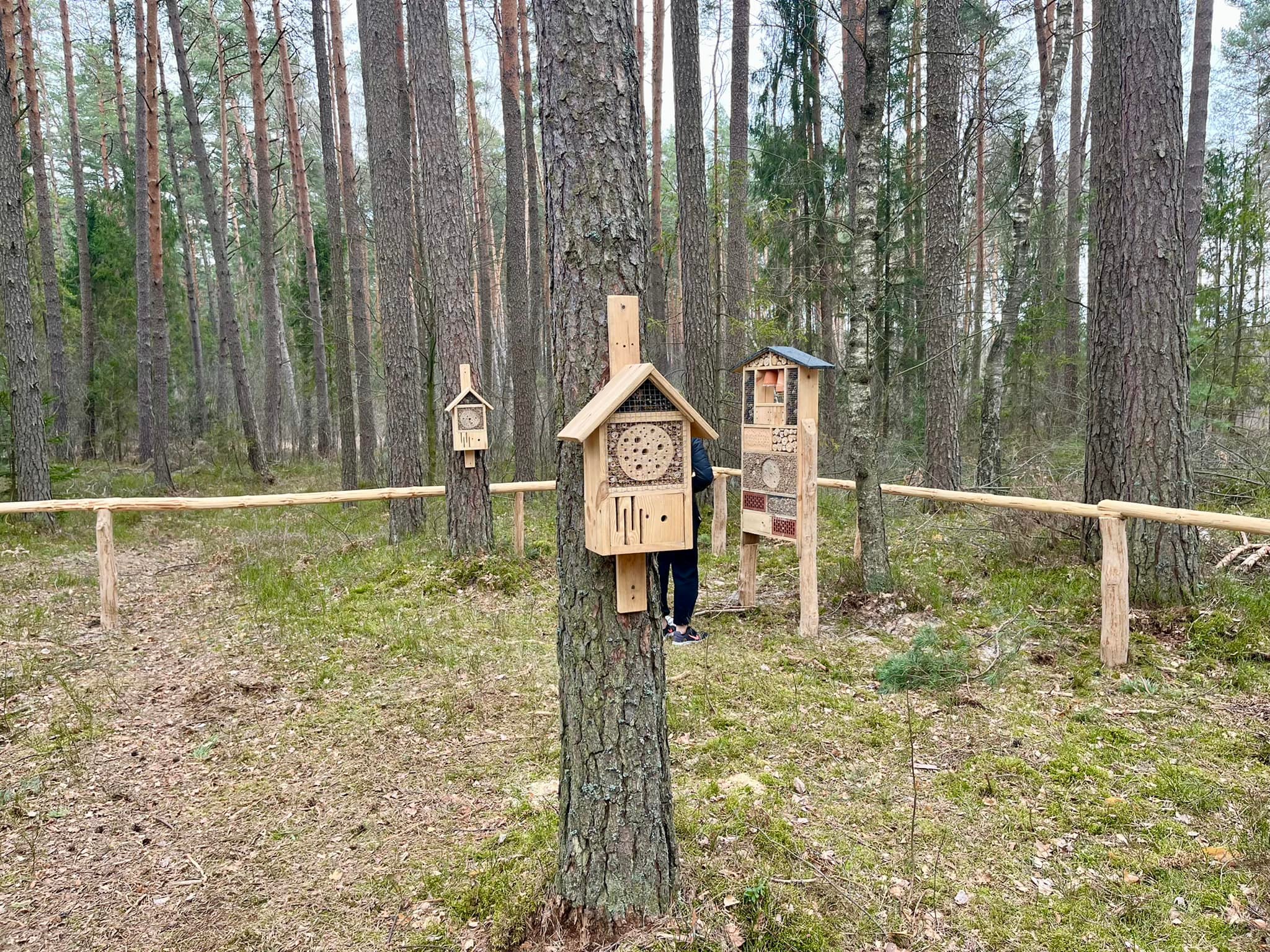 W lesie powstały hotele dla owadów. Leśnicy już zapowiadają budowę kolejnych takich obiektów (zdjęcia)
