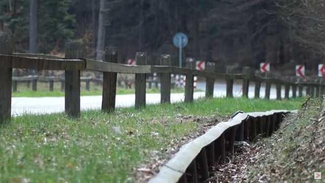 Rusza akcja „Ocal Żabkę”. Na Roztoczu będą ratować płazy przed śmiercią pod kołami samochodów