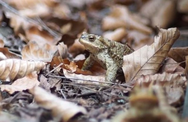 Na Roztoczu ruszyła akcja „Ocal Żabkę”. Ratują płazy przed śmiercią pod kołami samochodów (zdjęcia)