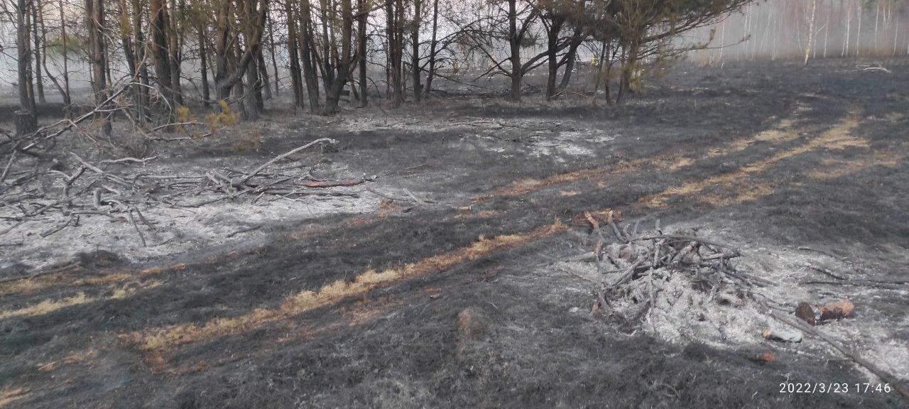 Ogień strawił 3 ha łąk i 2 ha lasu. Przez czyjąś bezmyślność (zdjęcia)