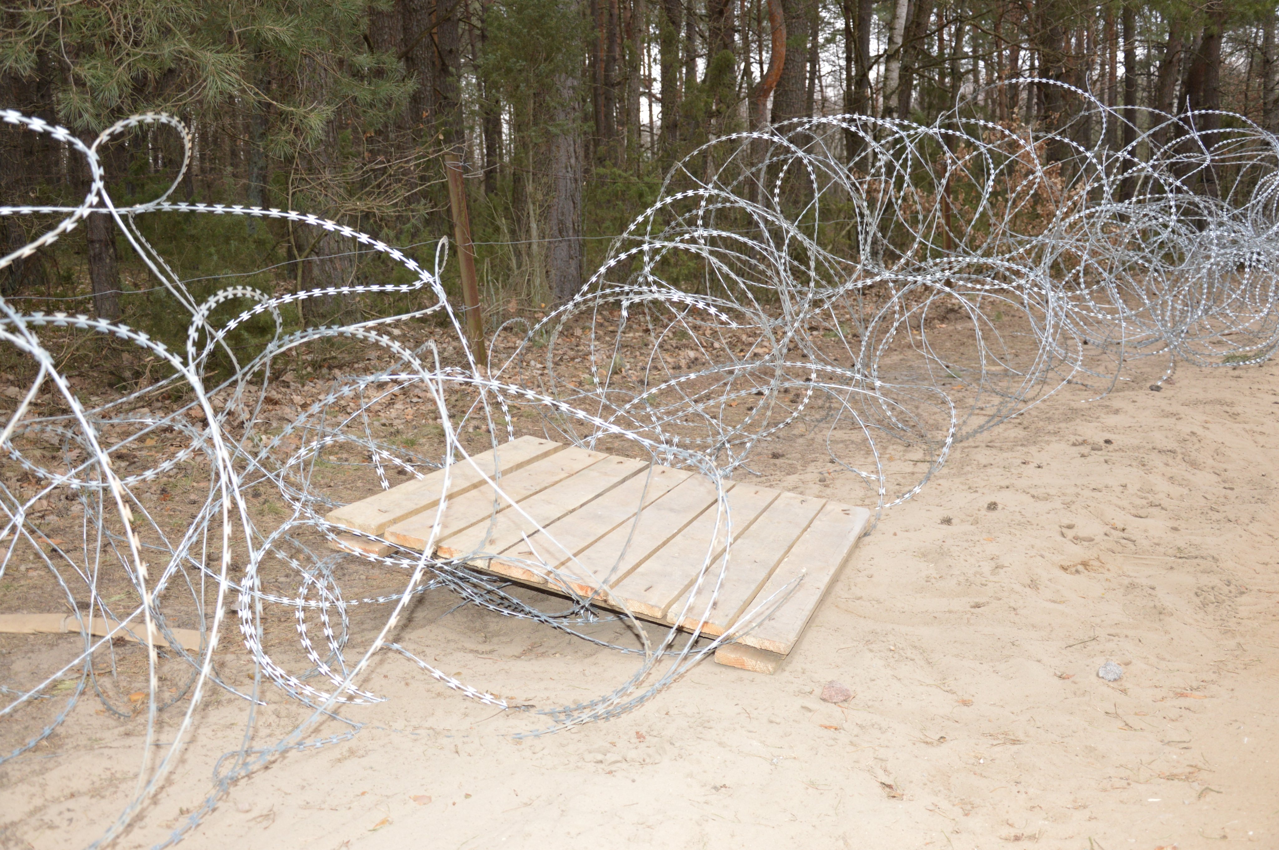 99 cudzoziemców próbowało nielegalnie przekroczyć polsko–białoruską granicę. Nie ustają ataki na polskie służby (zdjęcia)