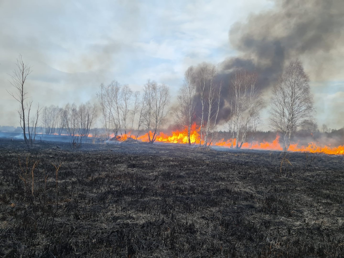 Spłonęło niemal 200 ha traw i prawie hektar poszycia leśnego. W akcji gaśniczej 13 zastępów straży (wideo)