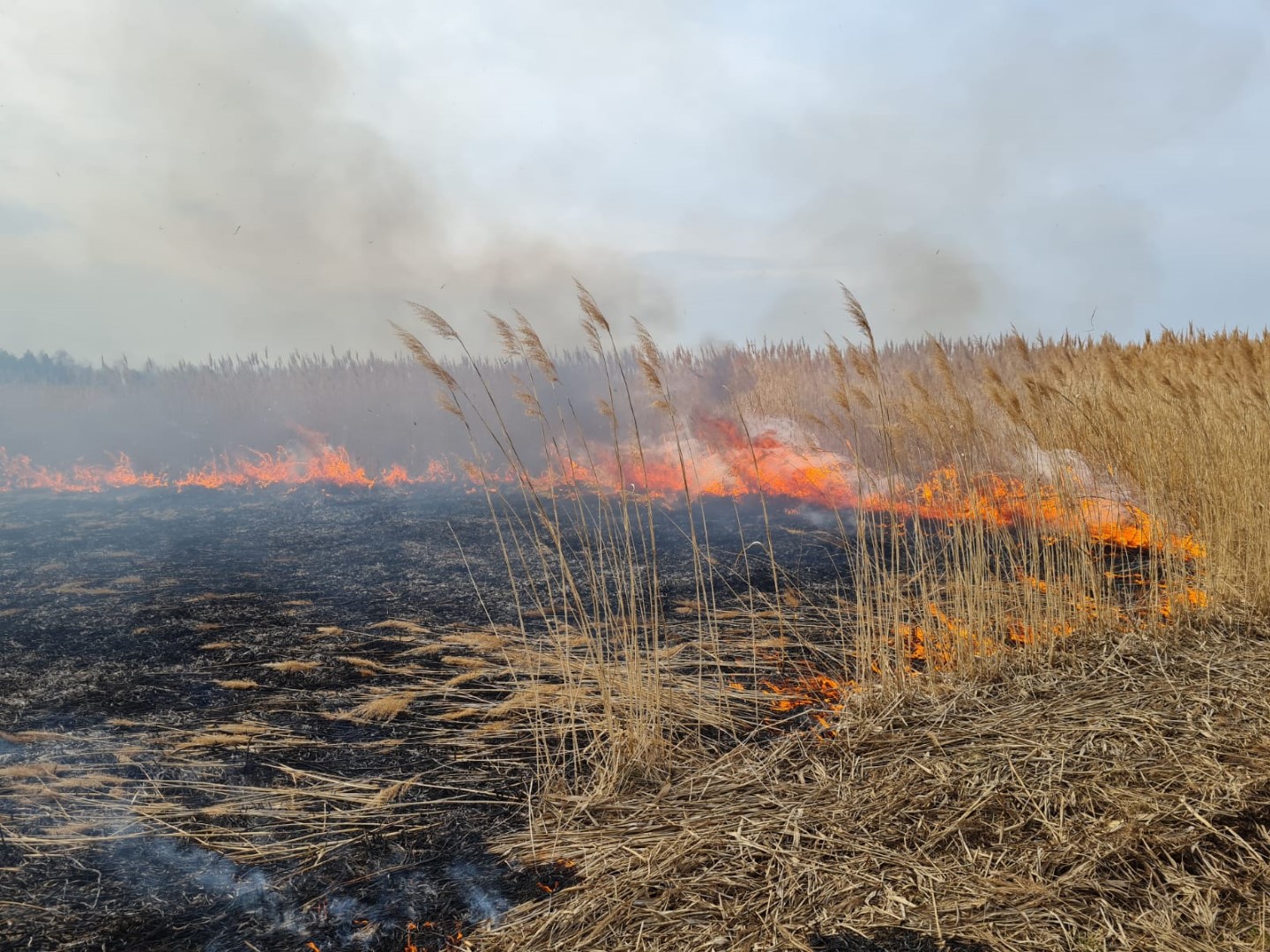 Spłonęło niemal 200 ha traw i prawie hektar poszycia leśnego. W akcji gaśniczej 13 zastępów straży (wideo)
