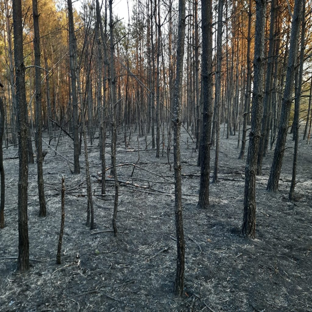 Ogień strawił 3 ha lasu i 2 ha nieużytków. Od iskier z komina zapalił się dach (zdjęcia)