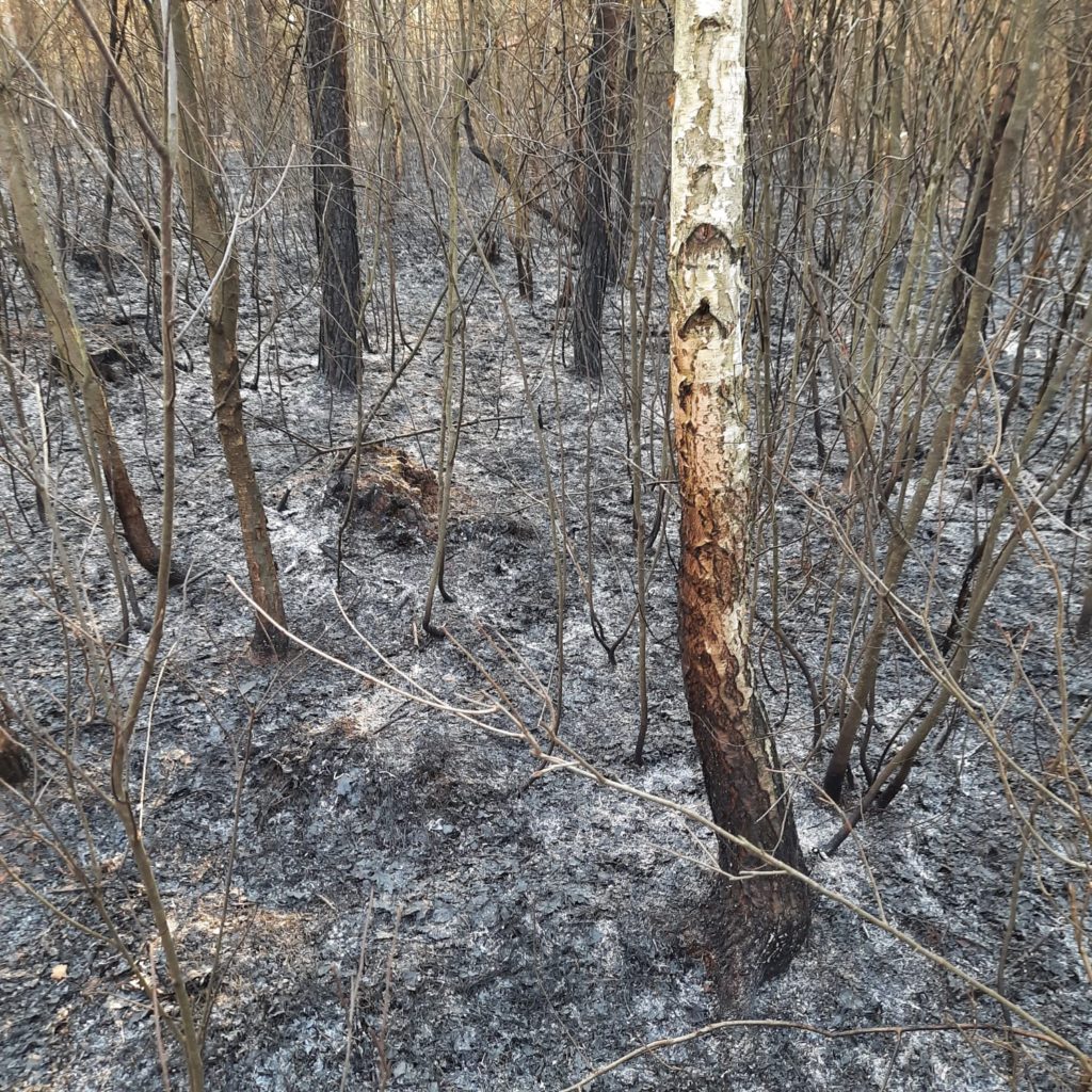 Ogień strawił 3 ha lasu i 2 ha nieużytków. Od iskier z komina zapalił się dach (zdjęcia)