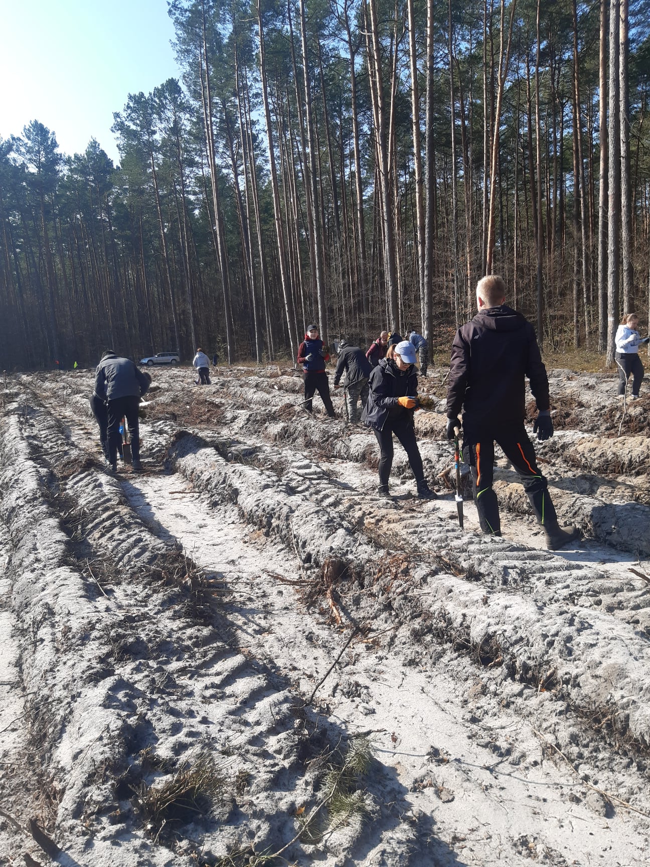 Leśnicy zaplanowali posadzenie 22 mln nowych drzew. Wszystko w tym roku (zdjęcia)