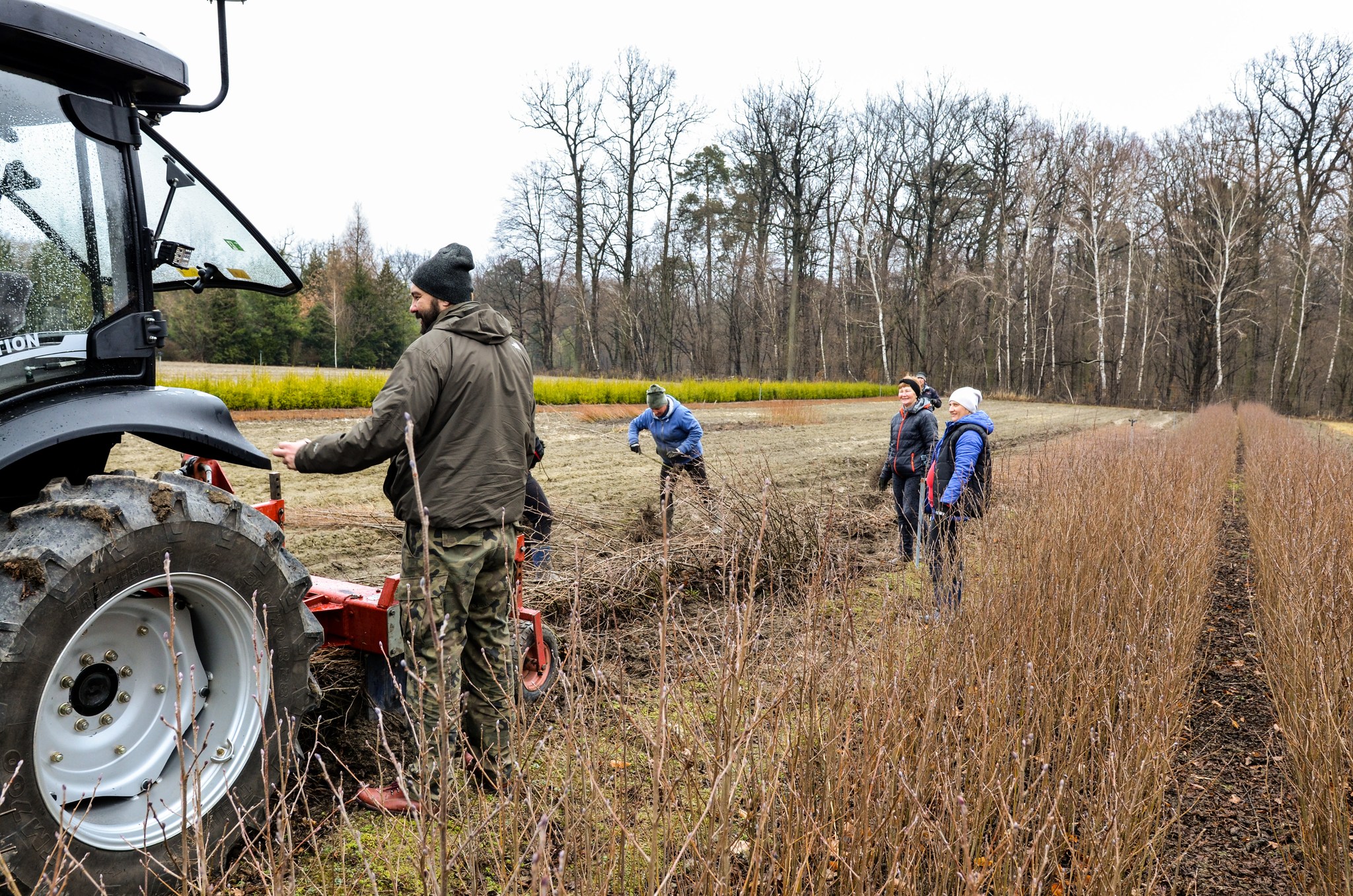 Leśnicy zaplanowali posadzenie 22 mln nowych drzew. Wszystko w tym roku (zdjęcia)